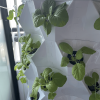 10-Layer Aeroponic Pineapple Tower Garden – 80-Plant Vertical System
