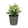 10.2" Self‑Watering Wicker Planter – Round Grey Indoor/Outdoor Pot