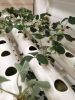 Vertical NFT Hydroponic System with 108 Sites – PVC Tube Kit