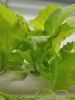 Vertical NFT Hydroponic System with 108 Sites – PVC Tube Kit