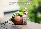 Hazelnut Simulation Resin Succulent Pot