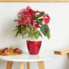 2‑Pack Smart Self‑Watering Planter Pots – Red, Round Cone