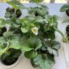 3-Layer 42-Hole Vertical Hydroponic System with LED Light