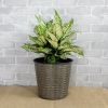10.2" Self‑Watering Wicker Planter – Round Grey Indoor/Outdoor Pot
