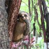Sloth Tree Hugger Resin Garden Sculpture – Tree Peeker Decoration