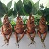 Magical Mandrake Garden Statue – Outdoor Fantasy Decoration