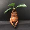 Magical Mandrake Garden Statue – Outdoor Fantasy Decoration