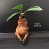 Magical Mandrake Garden Statue – Outdoor Fantasy Decoration