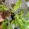 8-Layer Pineapple Tower Aeroponic Garden – 64 Plants
